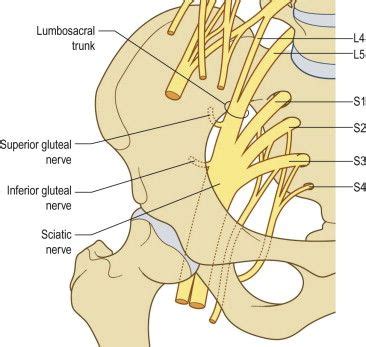 The Lumbosacral Trunk Is Formed From The L Root With A Contribution