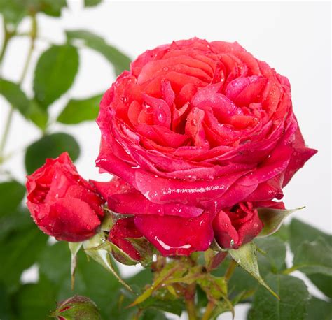 Rose Cherry Girl - Rosa Cherry Girl günstig kaufen