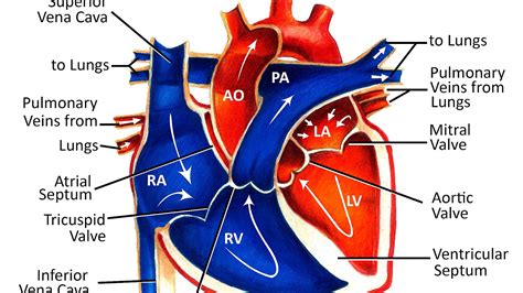 Cardiology Pediatric Heart Specialists Hear Choices