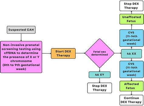 Prenatal Diagnosis And In Utero Treatment Of Congenital Adrenal Hyperplasia An Up‐to‐date