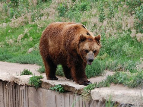 The Online Zoo Brown Bear