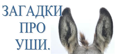Загадки про уши