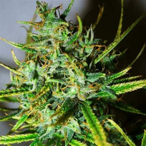 Top-44 (Nirvana Seeds) - StrainSupermarket.com - Cheap Cannabis Seeds ...