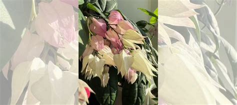 Клеродендрум госпожи томпсон купить в Новосибирске | Товары для дома и ...