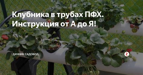Клубника в трубах ПФХ. Инструкция от А до Я! | Дачник садовод | Дзен
