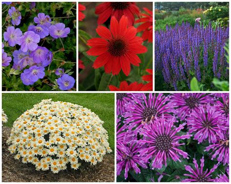 5 plants can make a garden, and area experts tell how