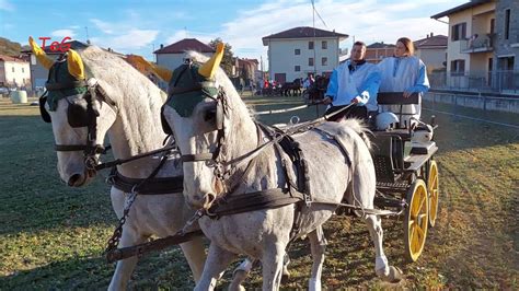 Le Carrozze Sportive Per Pariglia Di Cavalli Dopo Il Palio Comuni