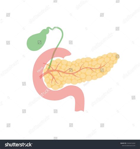 Vector Isolated Illustration Of Pancreas Duodenum And Gallbladder