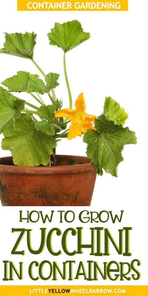 Growing Zucchini In Pots For Big Harvests