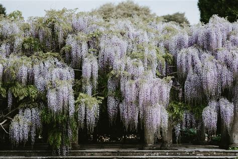 10 Plants That Need A Lot Of Water For Your Garden Global Gardening