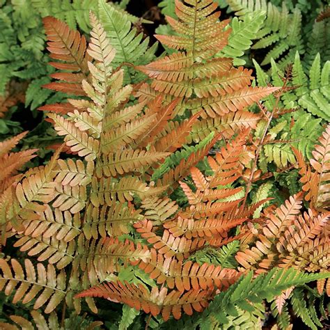 Autumn Fern Dryopteris Erythrosora Courville Nurseries