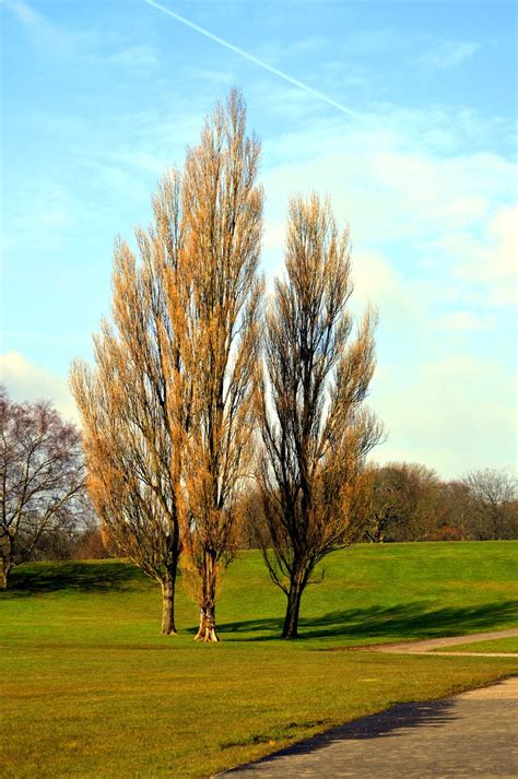 Are Poplar Trees Good Or Bad - Growing Information And Poplar Tree Care