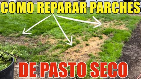 Como Reparar Parches De Pasto Seco O Muerto En La Yarda Para Que Vuelva