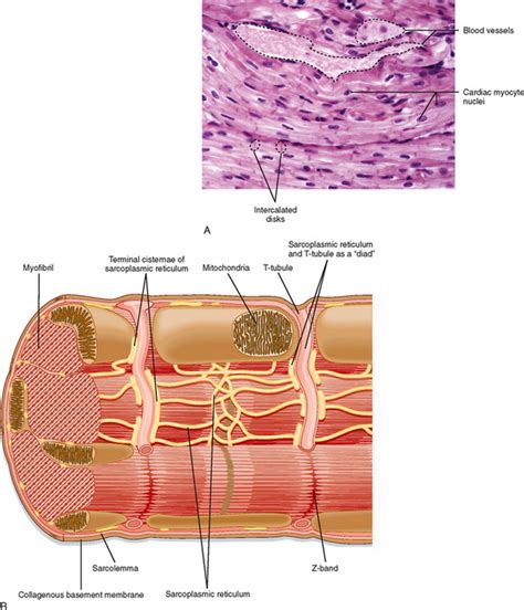 Cardiac Muscle Cell Diagram Labeled