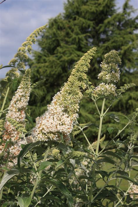 White Profusion - Buddleja Collection