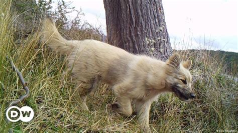 Am Rica Latina Qu Hacer Con Los Perros Callejeros Dw