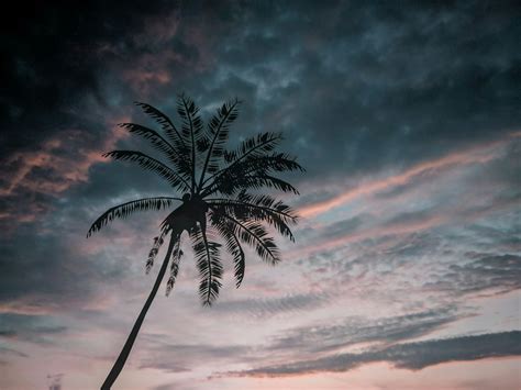 Palm Tree Shadow Pictures | Download Free Images on Unsplash