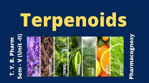 Terpenes And Terpenoids YouTube