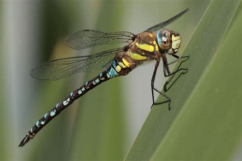 Stephen Burch S Birding Website Dragonfly And Damselfly Pics