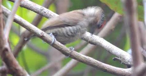 Pica Pau An O Barrado Biofaces Bring Nature Closer