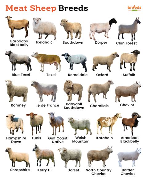 List of Meat Sheep Breeds With Pictures