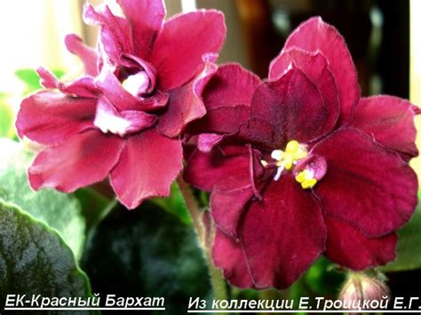 Фиалка ЕК-Красный Бархат