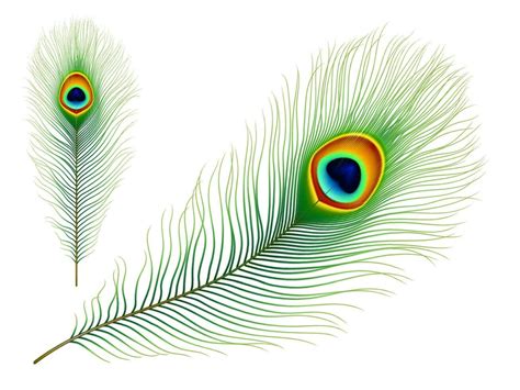 Peacock Bird Isolated Realistic Vector Feather Vector Art At