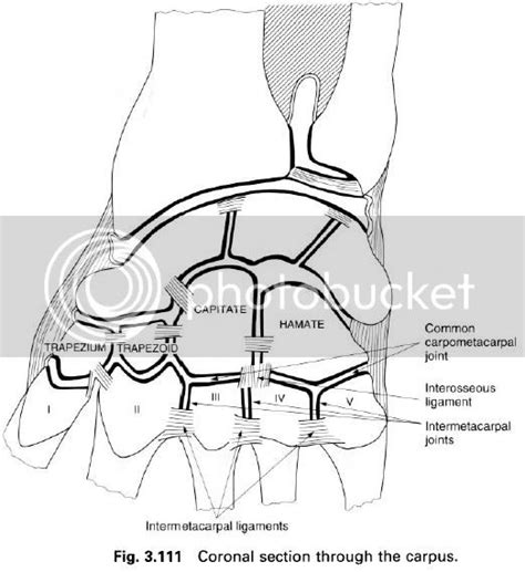 Complete Soccer Training: The common carpometacarpal joint