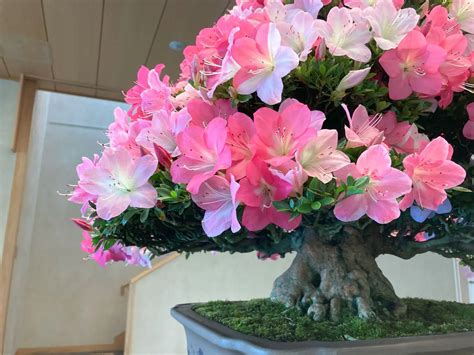 Azalea for Bonsai: Exploring Diverse Azalea Family