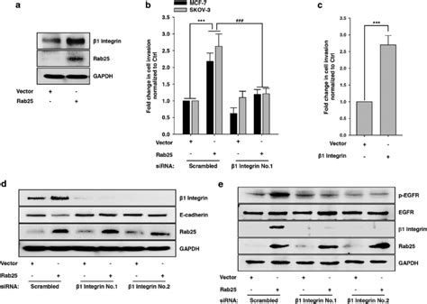 Rab Induces Integrin Expression A Mcf Cells Were Transfected