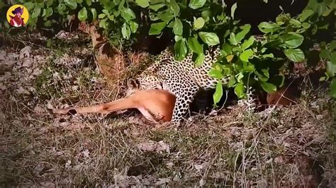 15 Predators Devouring Their Prey Caught On Camera Video Dailymotion