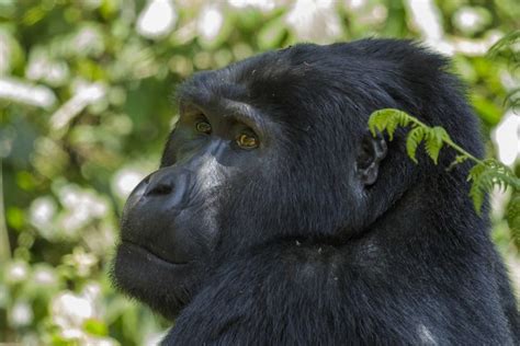 What is a gorilla? - Answered - Twinkl Teaching Wiki