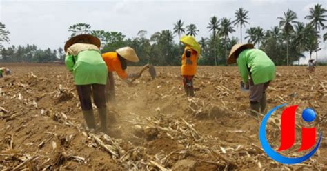 Dukung Program Swasembada Gula Ptpn X Glenmore Banyuwangi Tanam