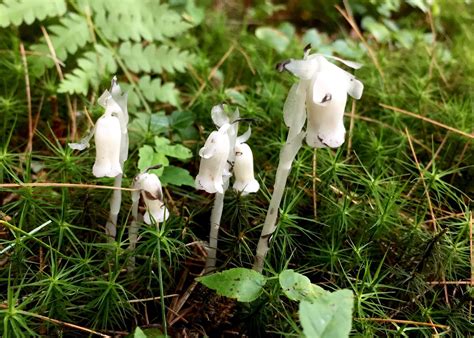 Red House Garden: Ghost Pipe Plant