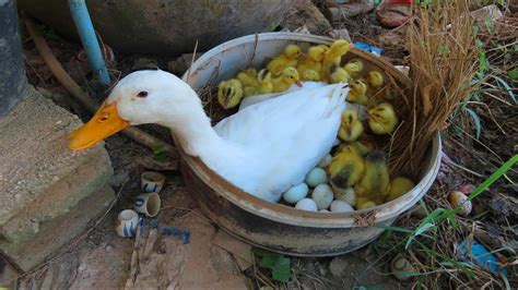 Amazing Pekin Duckling Hatching From Eggs Nee Lovely Baby Duck Born