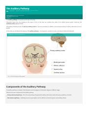 The Auditory Pathway Structures Of The Ear Auditory Transduction