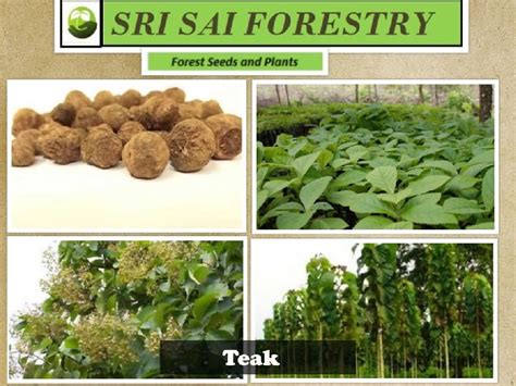 Wholesale Teak Seeds Supplier,Teak Seeds Exporter from Bangalore India