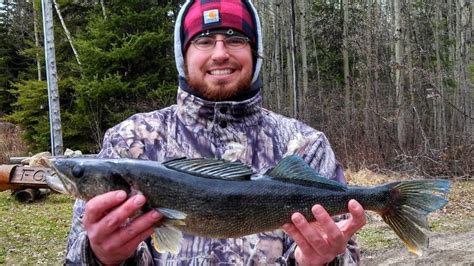 Blue Walleye Alchetron The Free Social Encyclopedia