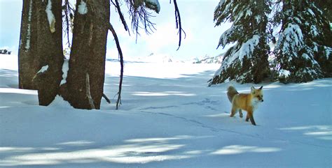 sierra nevada red fox | KIBS/KBOV Inyo County Local News and Radio ...