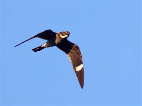 A New Nighthawk Migration Monitoring Initiative Takes Flight Harris