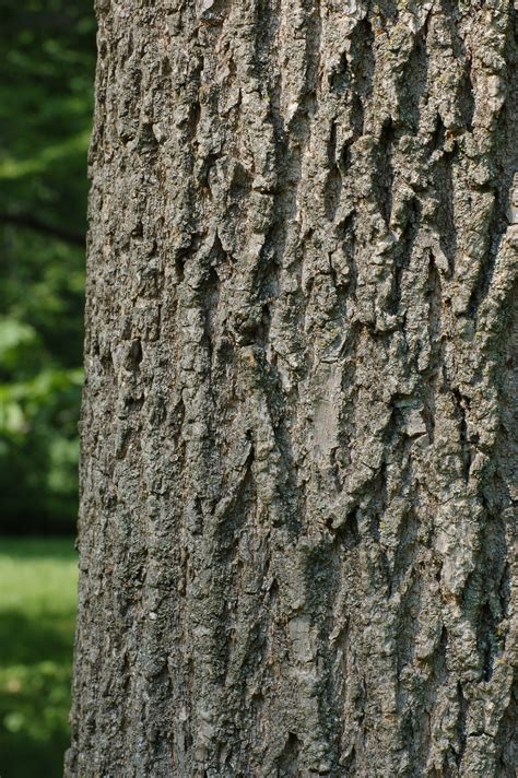 Filegreen Ash Fraxinus Pennsylvanica Bark 2000px Wikimedia Commons