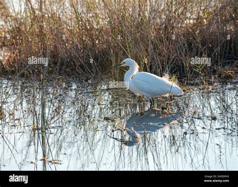 Wintering Snowy Egret Bird Feeding In Shallow Tidal Salt Water Marsh At