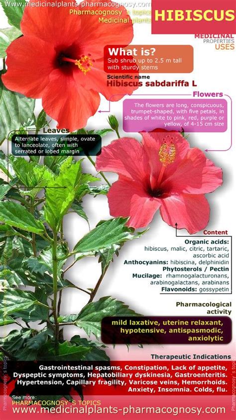 Hibiscus Health Benefits Infographic Medicinal Plants Hibiscus