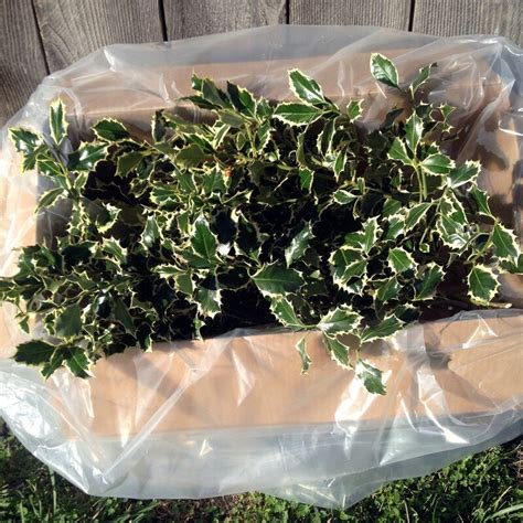 Variegated Holly Stems — Hurd Holly Farm