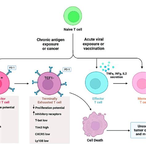 Cd T Cell Differentiation In The Tumor Microenvironment And During