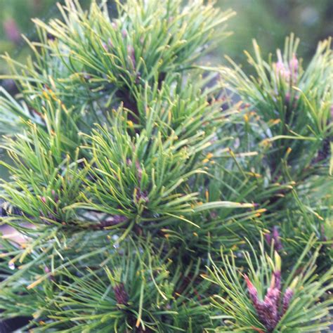 Pin De Montagne Mugo Hessepinus Mugo Hesse Pot De 5l 4060 Cm