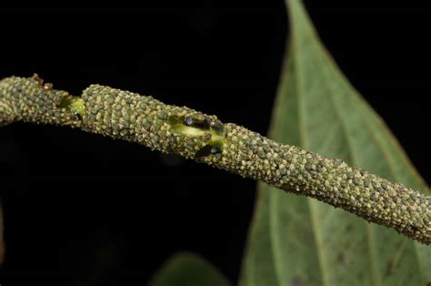 Piper Aduncum Piperaceae Image At Phytoimages Siu Edu