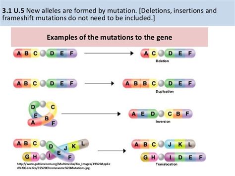 Ib Biology 31 Genes