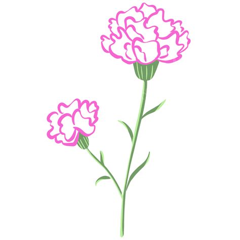 Carnations Png Picture Carnations Mothers Day Carnation Bouquet