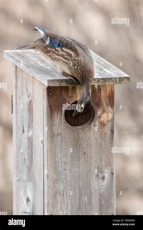 Wood Ducks Aix Sponsa And Wood Duck Nesting Box E North America By